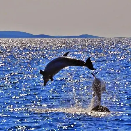 Franceska Apartament *