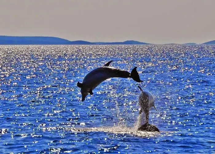 Franceska דירה *